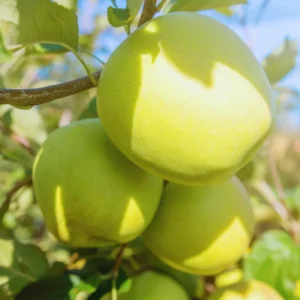 Yellow Apple Plant Live, 18 to 30 Inches Tall, Apple Tree Live Plant, Apple Live Plant, Apple Tree Plant, Live Apple Plant for Growing