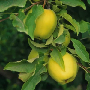 Yellow Apple Plant Live, 18 to 30 Inches Tall, Apple Tree Live Plant, Apple Live Plant, Apple Tree Plant, Live Apple Plant for Growing