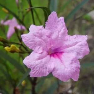 5 Mexican Petunias Live Plants, 5 to 7 Inch Tall, Mexican Petunia Plants For Planting Outdoors, Perennial, Pink