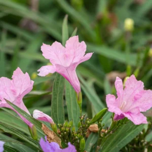 6 Mexican Petunias Live Plants, Mexican Petunia Plants For Planting Outdoors, 5 to 7 Inch Tall, Mix Color