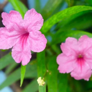 6 Mexican Petunias Live Plants, Mexican Petunia Plants For Planting Outdoors, 5 to 7 Inch Tall, Mix Color