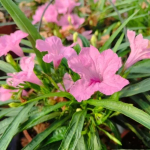 5 Mexican Petunias Live Plants, 5 to 7 Inch Tall, Mexican Petunia Plants For Planting Outdoors, Perennial, Pink