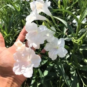 5 Mexican Petunias Live Plants, Mexican Petunia Plants For Planting Outdoors, 5 to 7 Inch Tall, White