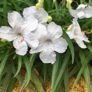 5 Mexican Petunias Live Plants, Mexican Petunia Plants For Planting Outdoors, 5 to 7 Inch Tall, White