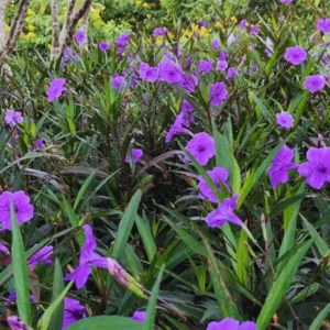 6 Mexican Petunias Live Plants, 5 to 7 Inch Tall, Mexican Petunia Plants For Planting Outdoors, Perennial, Purple