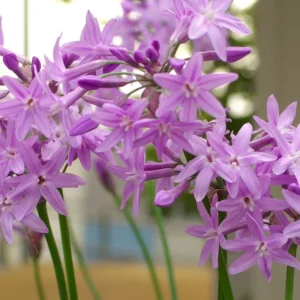 6 Society Garlic Plants Live for Planting Outdoors, Vegetable Plants Live Not Garlic Bulbs