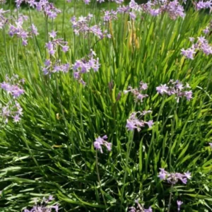 6 Society Garlic Plants Live for Planting Outdoors, Vegetable Plants Live Not Garlic Bulbs