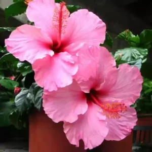 Hibiscus Tree Live Plant - 3 to 5 Inches Tall - Perennial, Colorful Blooms, Ornamental Flower Plants, Hibiscus Flower No Pot, Pink