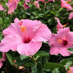 Hibiscus Tree Live Plant - 3 to 5 Inches Tall - Perennial, Colorful Blooms, Ornamental Flower Plants, Hibiscus Flower No Pot, Pink