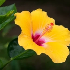 Hibiscus Tree Live Plant - 3 to 5 Inches Tall - Perennial, Colorful Blooms, Ornamental Flower Plants, Hibiscus Flower No Pot, Yellow
