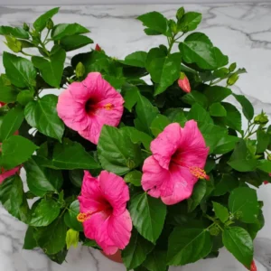 Hibiscus Tree Live Plant - 3 to 5 Inches Tall - Perennial, Colorful Blooms, Ornamental Flower Plants, Hibiscus Flower No Pot, Pink