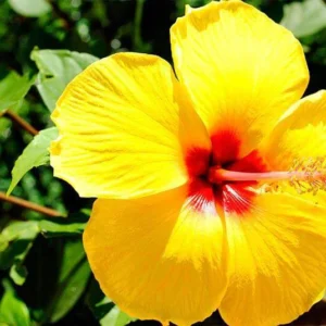 Hibiscus Tree Live Plant - 3 to 5 Inches Tall - Perennial, Colorful Blooms, Ornamental Flower Plants, Hibiscus Flower No Pot, Yellow
