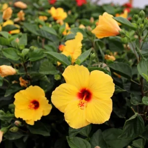 Hibiscus Tree Live Plant - 3 to 5 Inches Tall - Perennial, Colorful Blooms, Ornamental Flower Plants, Hibiscus Flower No Pot, Yellow