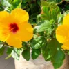 Hibiscus Tree Live Plant - 3 to 5 Inches Tall - Perennial, Colorful Blooms, Ornamental Flower Plants, Hibiscus Flower No Pot, Yellow