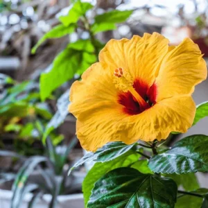 Hibiscus Tree Live Plant - 3 to 5 Inches Tall - Perennial, Colorful Blooms, Ornamental Flower Plants, Hibiscus Flower No Pot, Yellow