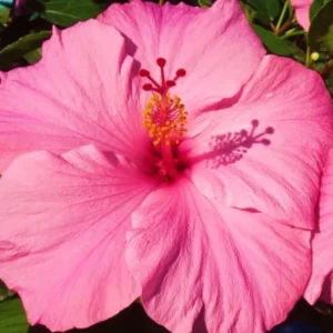 Hibiscus Tree Live Plant - 3 to 5 Inches Tall - Perennial, Colorful Blooms, Ornamental Flower Plants, Hibiscus Flower No Pot, Pink