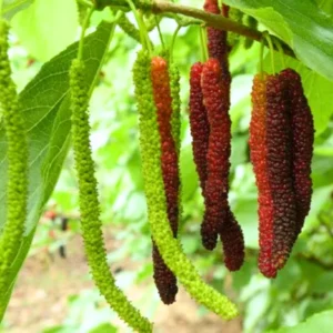 Pakistan Mulberry Tree Live Plant - 10-14 Inch Tall in 6-Inch Pot - Mulberry Bush Plant