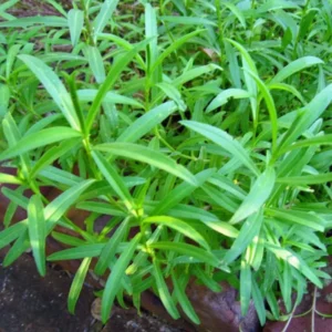 2 Pots Tarragon Plants Live - Texas Tarragon Herb in 4-Inch Pot for Indoor and Outdoor Gardens