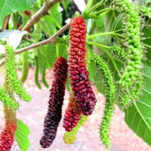 Pakistan Mulberry Tree - 10-14 Inch Mulberry Bush in 6-Inch Pot for Outdoor Planting