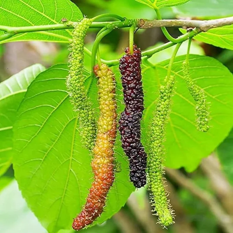 Pakistan Mulberry Tree Live Plant - 10-14 Inch Tall in 6-Inch Pot - Mulberry Bush Plant