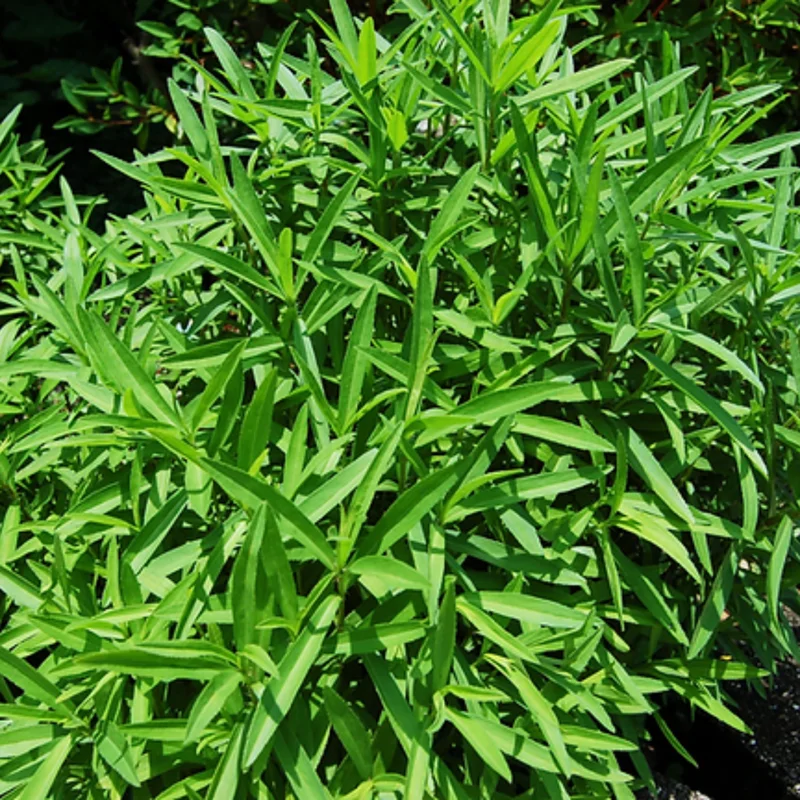 4-Pack Live Tarragon Plants - Texas Tarragon Herb for Indoor or Outdoor Garden - 4 Inch Pots