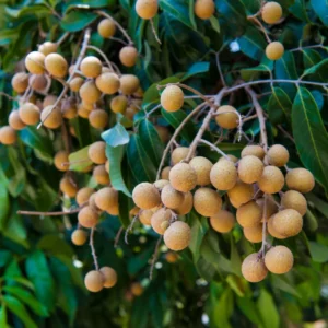 Live Longan Fruit Tree - 8-14 Inch Tall in 6-Inch Pot - Tropical Longan Tree for Gardens