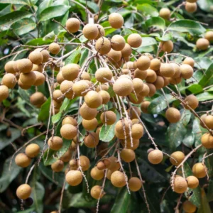 Live Longan Fruit Tree - 8-14 Inch Tall in 6-Inch Pot - Tropical Longan Tree for Gardens