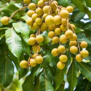 Live Longan Fruit Tree - 6-Inch Pot, 8-14 Inch Tall Tropical Longan Plant for Indoor or Outdoor Growing