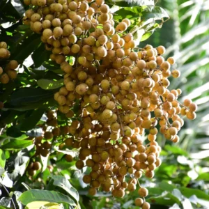 Live Longan Fruit Tree - 8-14 Inch Tall in 6-Inch Pot - Tropical Longan Tree for Gardens