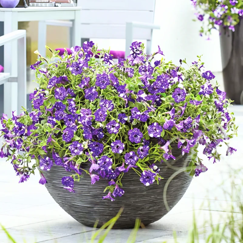 2 Petunia Live Plants - 4-8 Inch Tall Seedlings with Star Blooms for Outdoor Planting