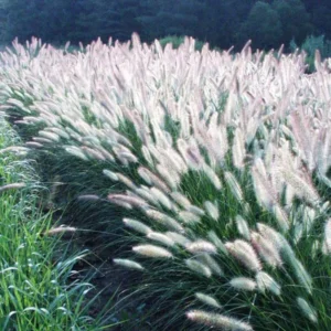 4-Pack Fountain Grass Plants - 5-9 Inch Tall, Ornamental Grass for Indoor and Outdoor Gardens