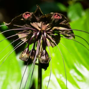 2-Pack Black Bat Flower Plants Live - Tacca Orchid Plants in 2 Inch Pots - Tacca Chantrieri Beautiful Tropical Black Flowers