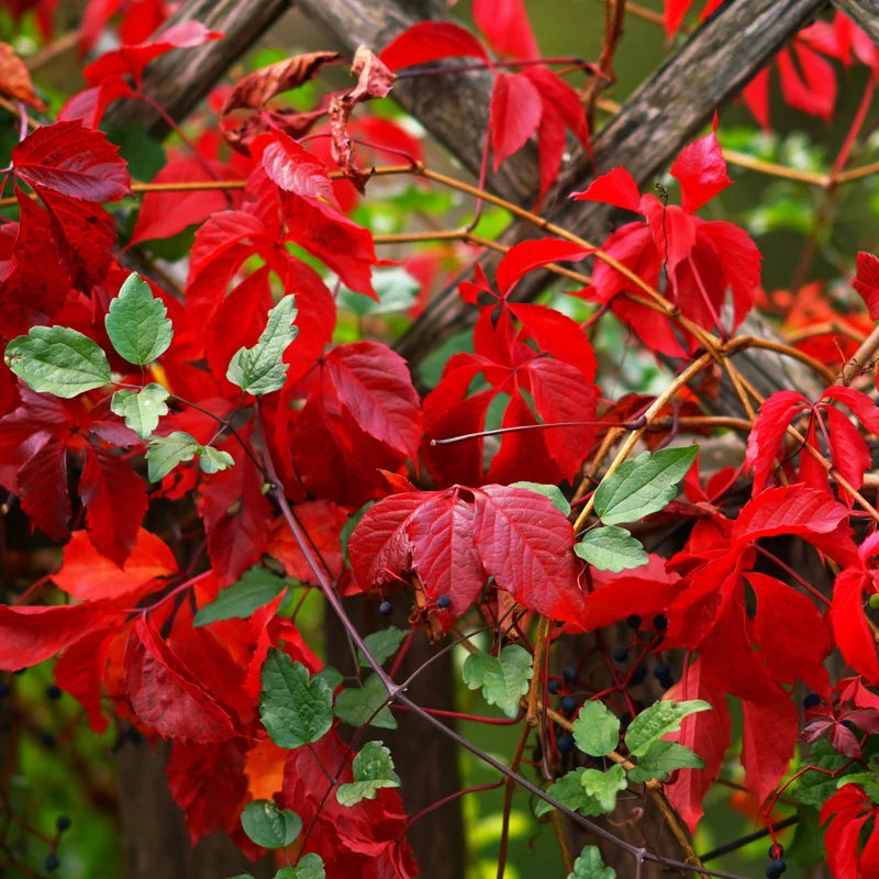 3 Virginia Creeper Ivy Plants - Live Perennial Vine Ground Cover for Outdoor Landscaping - 3 Bareroots