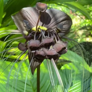 2 Black Bat Flower Plants Black Tacca Plants, Tacca Black Bat Plants In 2 Inch Pot, Black Orchid Plants Flowering Tacca Plants