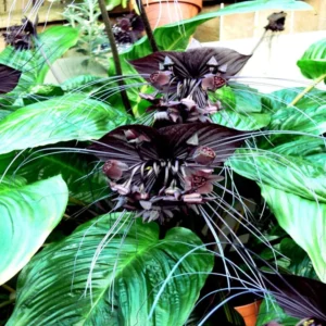 2 Black Bat Flower Plants Black Tacca Plants, Tacca Black Bat Plants In 2 Inch Pot, Black Orchid Plants Flowering Tacca Plants