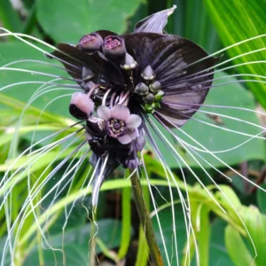 Black Bat Orchid Live Plants - Set of 2 Tacca Plants Live in 2 Inch Pots - Rare Flowering Black Bat Flowers - Tacca Chantrieri