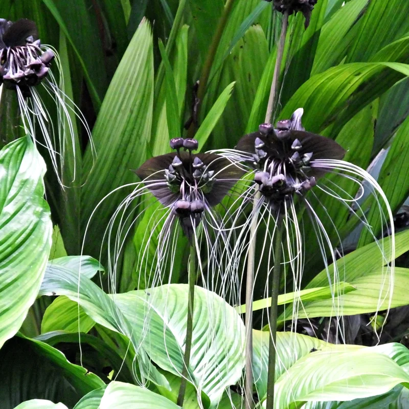 2-Pack Black Bat Flower Plants Live - Tacca Orchid Plants in 2 Inch Pots - Tacca Chantrieri Beautiful Tropical Black Flowers
