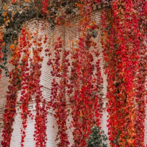 Virginia Creeper Live Ivy Plants Live - Set of 3 Bareroot Perennial Vines for Fast-Growing Ground Cover