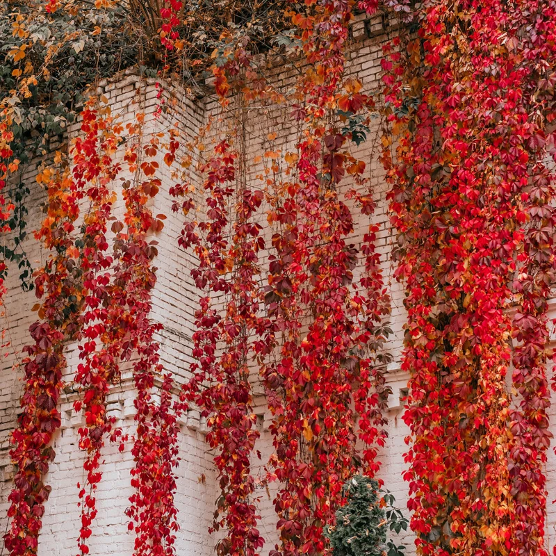 Virginia Creeper Live Ivy Plants Live - Set of 3 Bareroot Perennial Vines for Fast-Growing Ground Cover