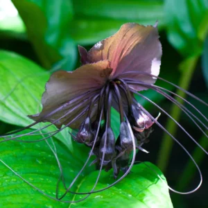 2-Pack Black Bat Flower Plants Live - Tacca Orchid Plants in 2 Inch Pots - Tacca Chantrieri Beautiful Tropical Black Flowers