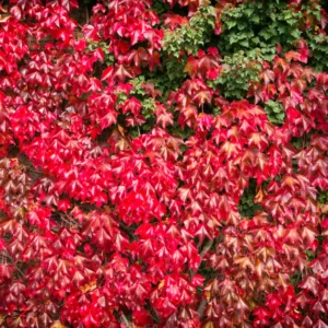 Virginia Creeper Bareroots Ivy Plants - 5-Pack Live Perennial Vines for Garden Ground Cover and Climbing