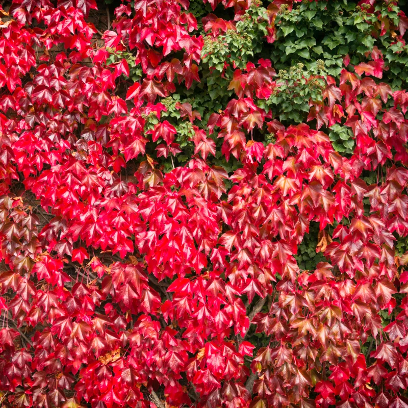 Virginia Creeper Bareroots Ivy Plants - 5-Pack Live Perennial Vines for Garden Ground Cover and Climbing