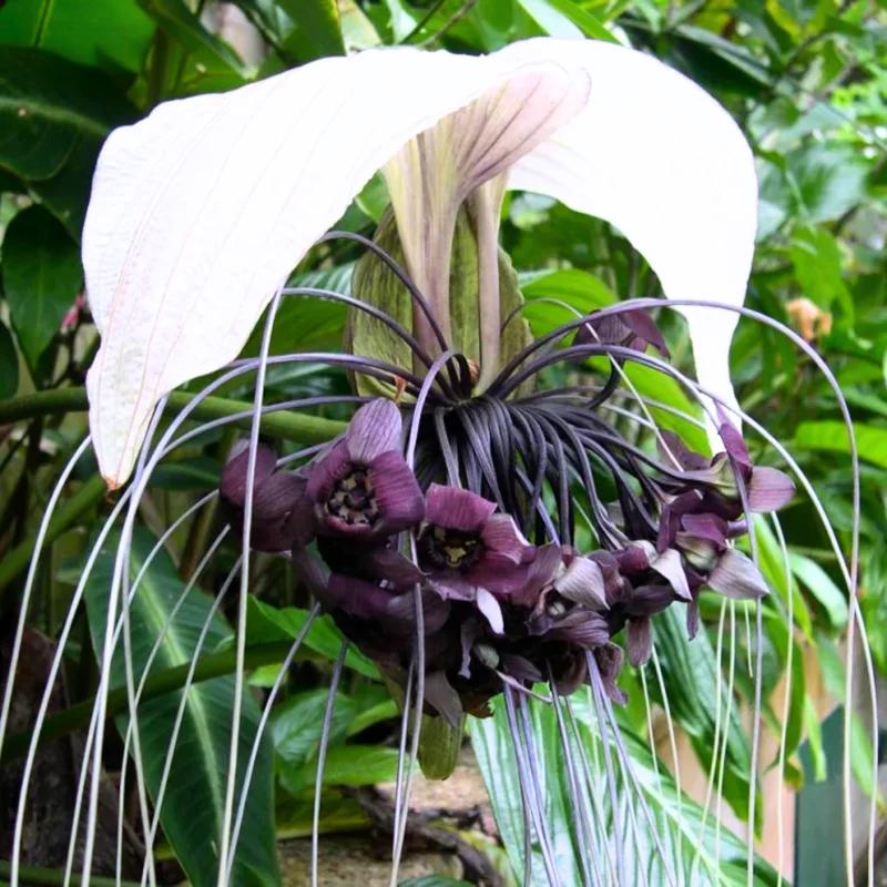 Live Bat Flower Plant - Tacca Chantrieri Tacca Orchid Plant in 6 Inch Pot - Bat Orchid for Indoor Gardens