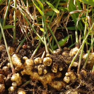 6 Ginger Plants Live, 4 to 6 Inches in Height, Live Ginger Plants, Ginger Live Plants for Garden, Ginger Well Rooted, Ready to Plant