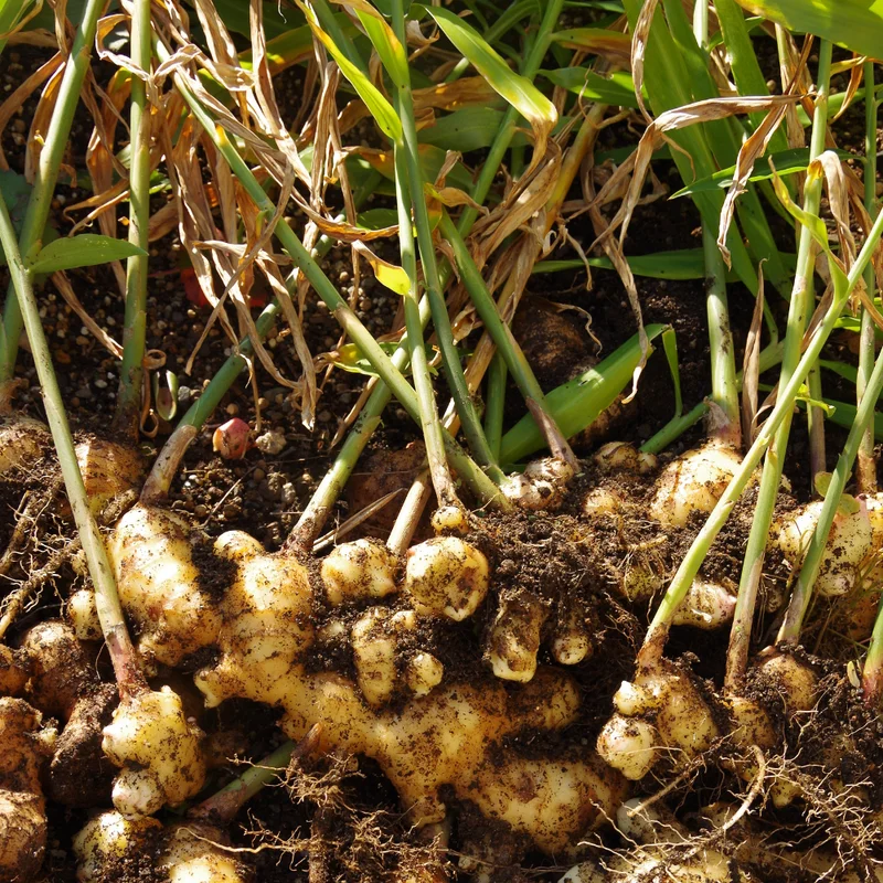 6 Ginger Plants Live, 4 to 6 Inches in Height, Live Ginger Plants, Ginger Live Plants for Garden, Ginger Well Rooted, Ready to Plant