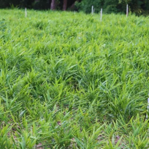 Live Ginger Plants, 6 Ginger Plants Live, 4 to 6 Inches Tall,Ginger Live Plants, Ginger Well Rooted, Ginger Starter Plants for Growing Outdoors Indoors