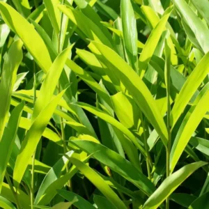 Galangal Plant, Large Ginger Plants Live, 4 to 7 Inches in Height, Live Ginger Plants, Ginger Live Plants for Garden, Ginger Well Rooted, Ready to Plant Indoor Outdoor