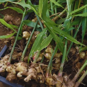 6 Ginger Plants Live, 4 to 6 Inches in Height, Live Ginger Plants, Ginger Live Plants for Garden, Ginger Well Rooted, Ready to Plant