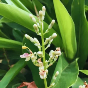 Set of 3 Large Ginger Plants Live, 4 to 7 Inches in Height, Galangal Plants, Live Ginger Plants, Ginger Live Plants for Garden, Ginger Starter Plant for Planting