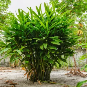 6 Galangal Plants, Large Ginger Plants Live, 4 to 7 Inches in Height, Live Ginger Plants, Ginger Live Plants for Garden, Ginger Well Rooted, Ready to Plant Indoor Outdoor